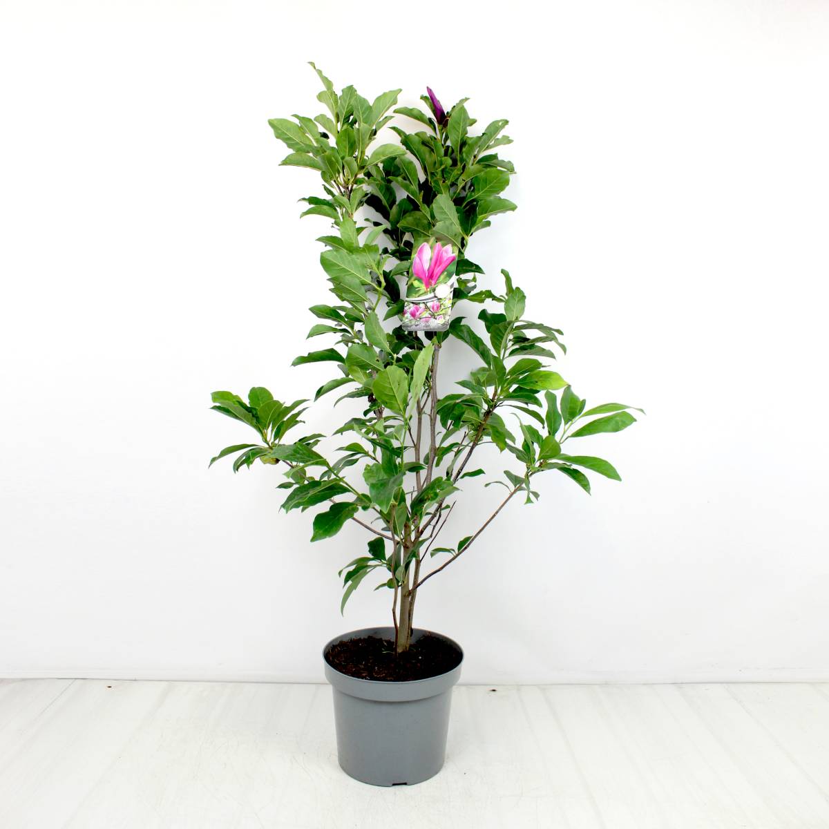 Magnolia 'Susan' 80-100 C7,5